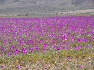 Пурпурные поля - cistanthe, pata de guanaco