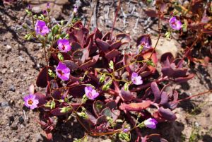 Цветущая пустыня - цветы с толстыми розовыми листьями.JPG