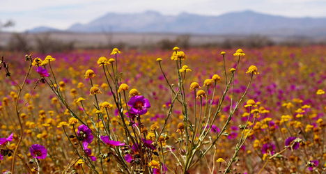 Цветущая пустыня - цветы крупным планом.JPG