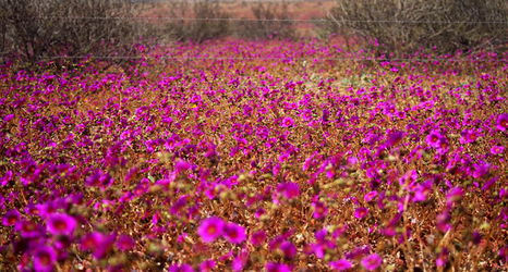 Цветущая пустыня - лиловые цветы.JPG