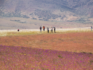 На одном фото - два вида полей, белые и пурпурные
