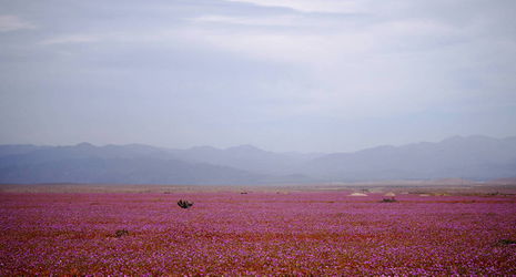 Цветущая пустыня - розовое поле.JPG